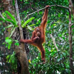 Indonesian Wildfires Threatening Orangutans Of Borneo