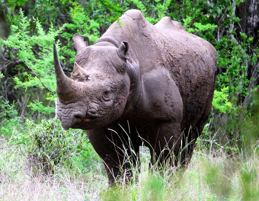 rhino 3 month trial