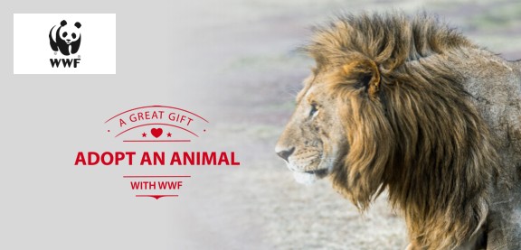 Adopt a Lion | WWF Animal Adoptions from £3.00 a month