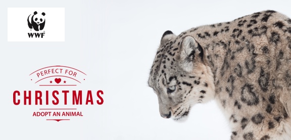 Adopt a Snow Leopard