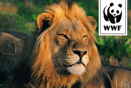 Adopt a Lion | WWF Animal Adoptions from £3.00 a month